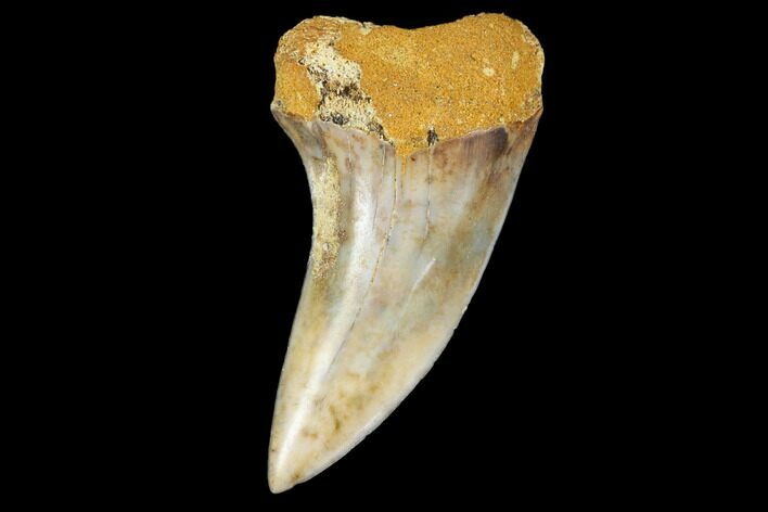 Colorful Mako/White Shark Tooth Fossil - Sharktooth Hill, CA #113912
